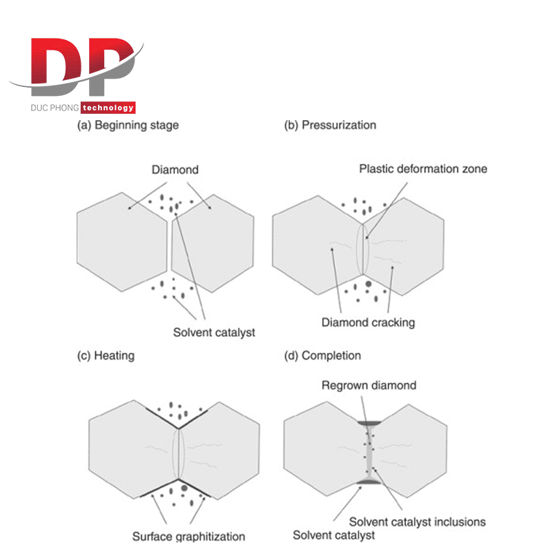 Biểu đồ cơ chế hình thành nên PCD